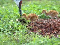 A1G5974  Sandhill Crane (Antigone canadensis) - pair with 4-day-old colts
